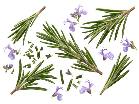 Fresh rosemary sprig purple flowers isolated black background chopped herbs culinary botanical plant seasoning set flat lay aromatic herb macro spice ingredient cooking composition organic natural art