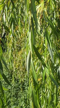 Full frame background of dense green willow leaves creating a natural wall texture