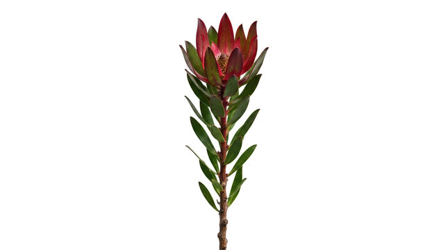 Exotic red protea flower on stem, tropical leucadendron safari sunset plant, isolated botanical bloom on white background