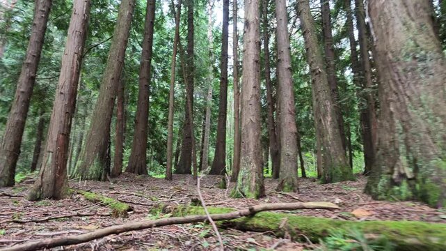 Standing view into dense temperate forest with many straight trunks, sparse understory, rough bark, mossy floor, fallen twigs, and cool diffused light creating calm natural depth, with forest
