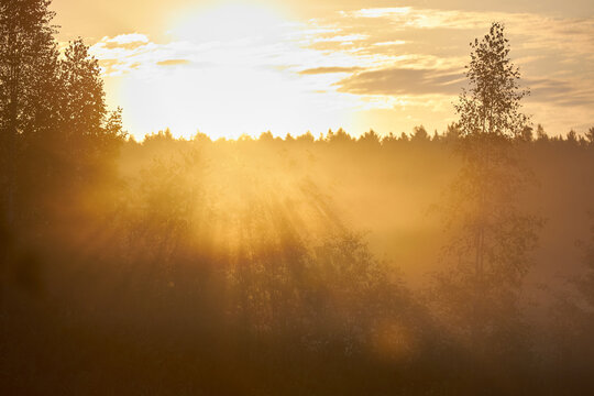 Sunrise brings light to a forest as fog hangs in the air. Sunlight filters through trees creating a warm glow. scene captures the moments of a morning in nature