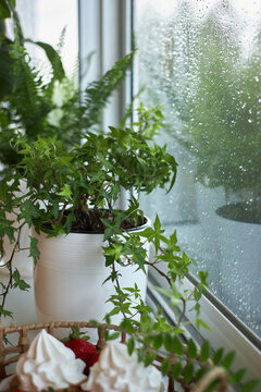 Plants sit on a windowsill as rain drops fall outside. plate with dessert and strawberries is nearby. scene shows the contrast between indoor comfort and outdoor weather