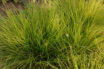 Fototapeta premium Herbstkopfgras (Sesleria autumnalis)