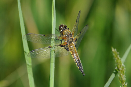 Four-spotted Chaser Dragonfly (Libellula quadrimaculata) Perched on a Reed Stem with Blurred Green Background, Macro Shot of Skimmer Dragonfly in Wild Nature