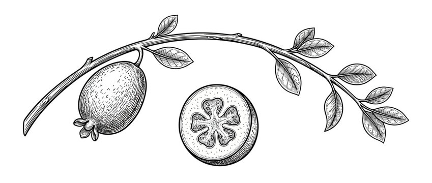 Vintage botanical illustration of feijoa fruit on branch