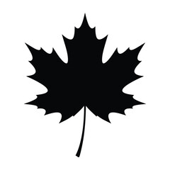 Fototapeta premium Black Maple Leaf Silhouette Against Transparent Background