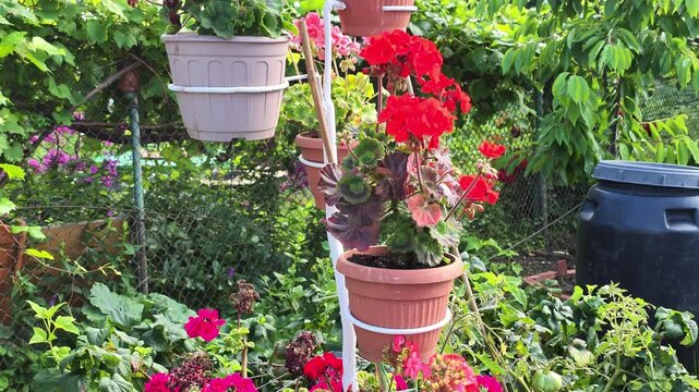 Stacked terracotta plant pots hold vivid red and pink geranium flowers in lush backyard garden, surrounded by dense green foliage, climbing vines, chain-link fence, and dark water barrel under soft