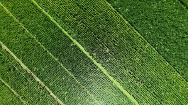 Aerial drone footage flying forward over a lush green rice farm. The top down view captures beautiful diagonal lines and textures of agricultural crops growing in a paddy field.