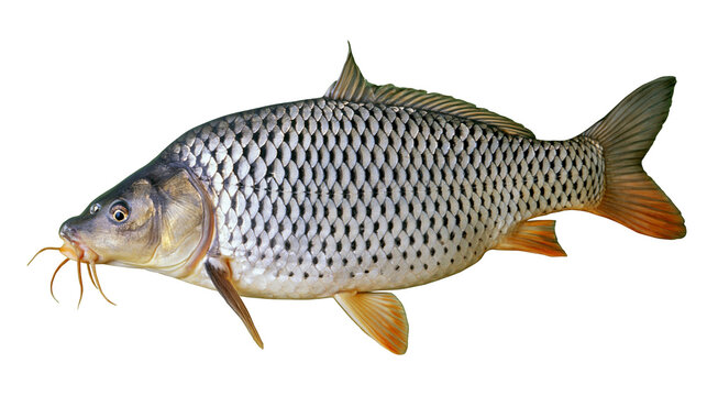 Large common carp fish with barbels detailed scales, isolated on transparent background