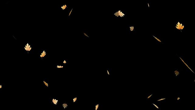 Super Slow Motion Falling Autumn Red Maple Leaves. Isolated on Black Background. Autumn Leaf fall animation. Autumn maple leaves falling background. Realistic 3D falling maple leaves animation