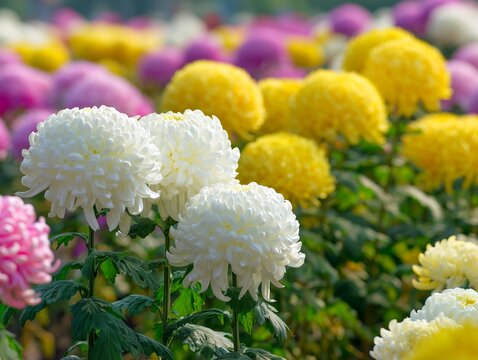 陽光きらめく秋の庭園で美しく咲き誇る色鮮やかな菊