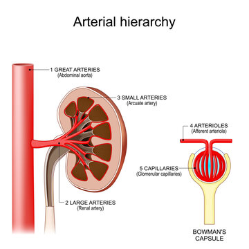 Arterial hierarchy for example Kidney Blood Supply Close-up of Bowmans Capsule with Glomerular capillaries. 