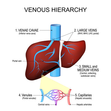 Venous Hierarchy of the Human Liver and Hepatic Microcirculation. From inferior vena cava and portal system down to central veins, venules, and capillaries.
