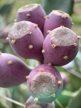 Prickly pear cactus fruits ripening on plant