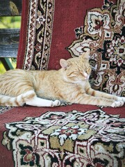 Sleeping orange tabby cat on a red patterned rug. Feline resting with closed eyes on a wooden outdoor bench © Elena