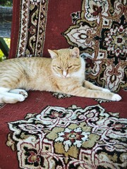 Orange and white tabby cat resting on a red patterned rug. Feline lying on a wooden outdoor bench © Elena