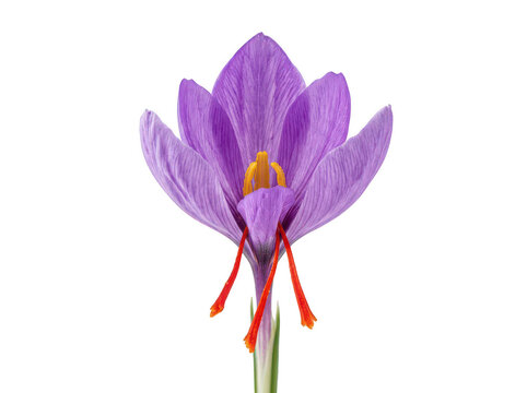 Single purple saffron crocus flower with red stigmas isolated on white background