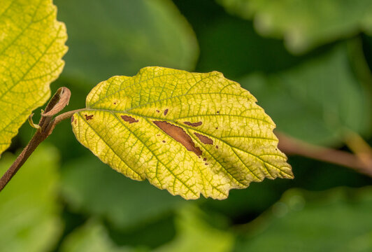 Heat-stressed leaf showing yellowing, green veins (Interveinal Chlorosis) and sun scorch caused by extreme summer heat and drought.