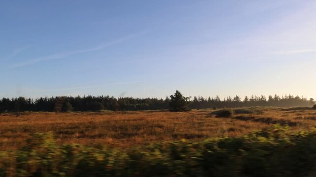Hirtshals, Denmark A view of a lush field at sunrise. 