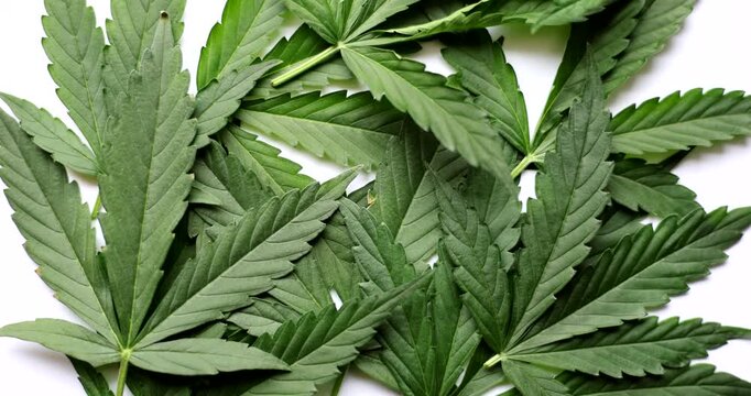 Close-up views of lush cannabis leaves reveal their unique shapes and textures. The green hues and detailed patterns celebrate nature's artistry in a captivating way.