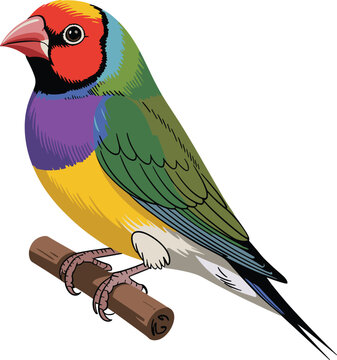 Vibrant Gouldian finch a small and highly colorful bird animal vector on white background.