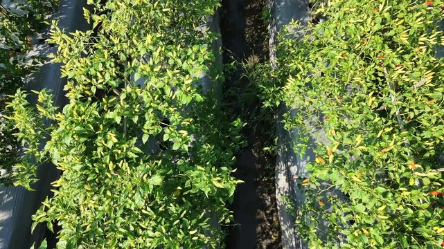 Aerial drone footage flying forward over a lush green chili pepper farm. The camera captures rows of healthy crops with red and green chilies growing on plastic mulch in an agricultural field.