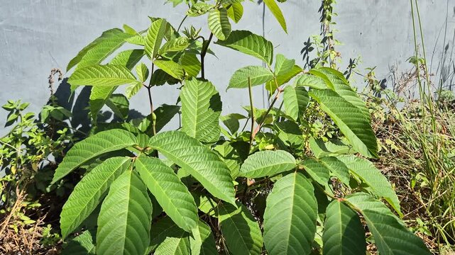 Fresh Green Foliage Leaves of Tropical Plant Growing in Sunlight Against Wall