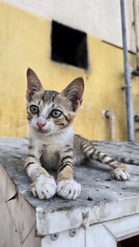 cat on the wall and A close-up portrait of an adorable young domestic tabby kitten (Felis catus) resting outdoors on a surface against a textured yellow wall