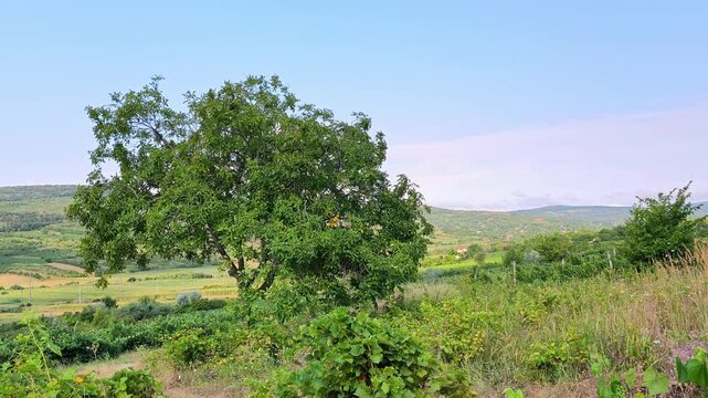 A large, lush green walnut tree standing alone in a scenic rural countryside landscape with rolling hills and clear blue skies in Iasi, Romania.