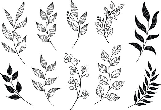 Collection of hand drawn botanical leaves and branches isolated on a white background for design elements
