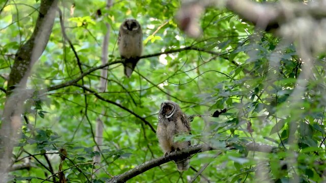 Two young long-eared owls perched in a forest in Finland.