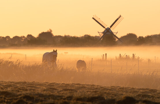 Horses in a meadow on a foggy, summers morning in the Dutch countryside.