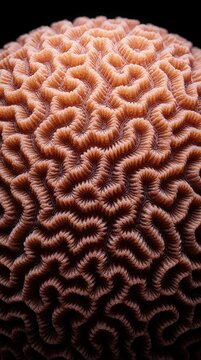 Close up of brain coral showing intricate textures and patterns. This studio shot highlights marine biology and underwater life with a detailed, smooth surface under soft light.