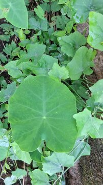 Green taro leaf blooming in garden video, Tropical elephant ear leaves foliage footage, Lush green colocasia plant leaves outdoors video, Natural green botanical garden foliage video