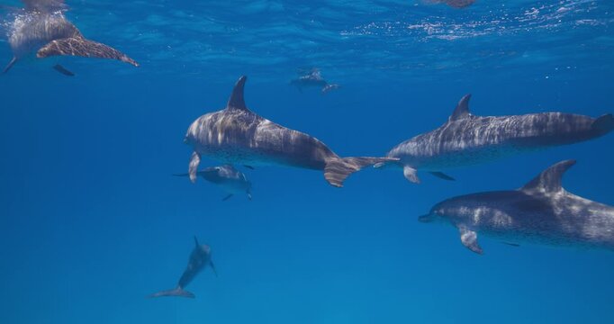 A pod of Atlantic spotted dolphins swims together through clear blue ocean water in an underwater wildlife scene