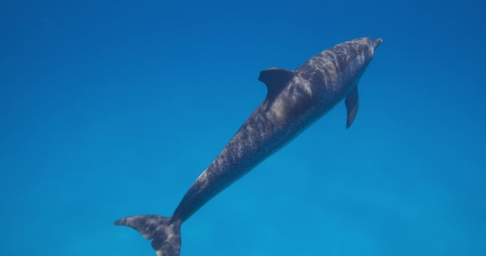 Spotted dolphins in the Atlantic glide together across open ocean water in a serene underwater scene