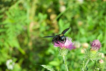 Violet carpenter bee Xylocopa violacea collecting nectar on purple thistle flower © Iryna