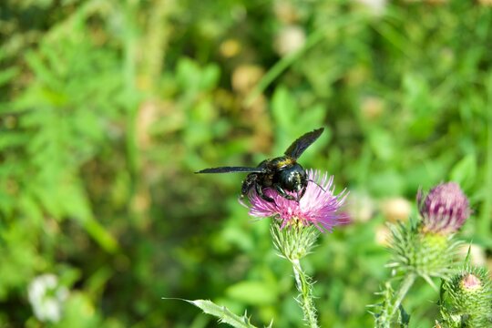 Violet carpenter bee Xylocopa violacea collecting nectar on purple thistle flower