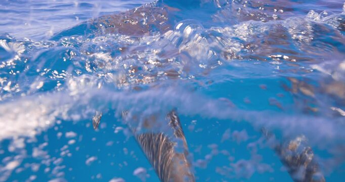 Multiple Atlantic spotted dolphins move smoothly through clear tropical blue water beneath the surface