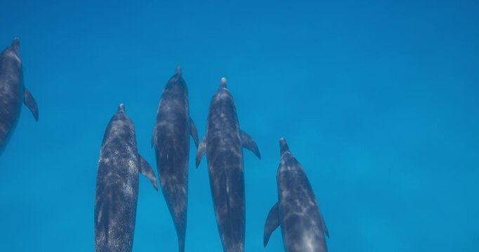 Several Atlantic spotted dolphins glide together across open ocean water in a serene underwater scene
