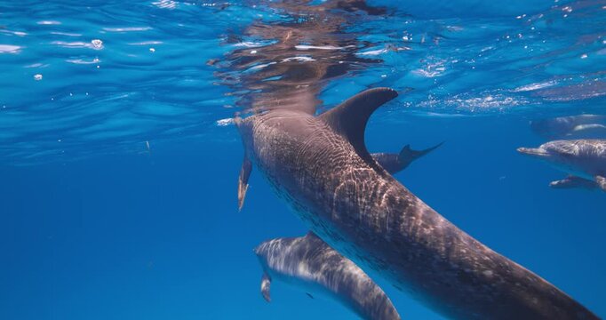 Wild Atlantic spotted dolphins swim steadily beneath soft sunlight in the blue Atlantic Ocean