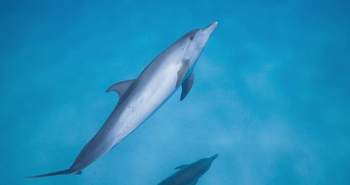 Curious Atlantic spotted dolphins glide together through the water column in a natural marine habitat