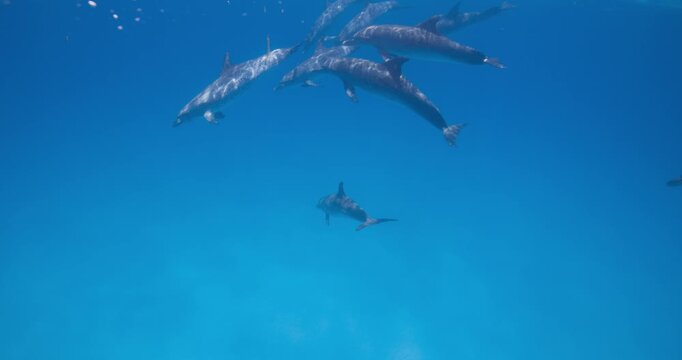 Atlantic spotted dolphins move smoothly through the water column in a natural marine habitat