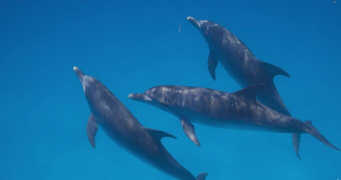 Multiple Atlantic spotted dolphins pass quietly through clear tropical blue water beneath the surface