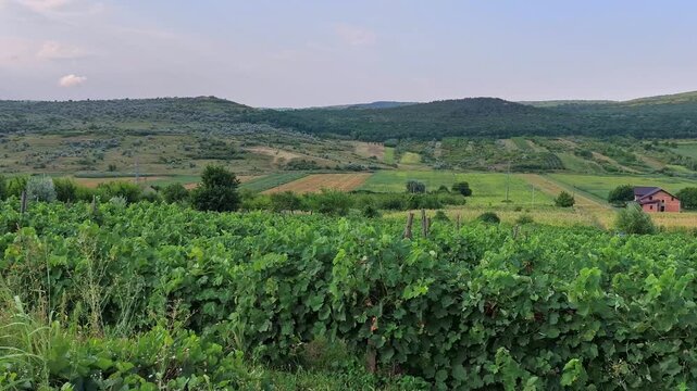 A lush green vineyard overlooking rolling hills and agricultural fields in Comarna, Iasi County, Romania, under a soft evening sky.