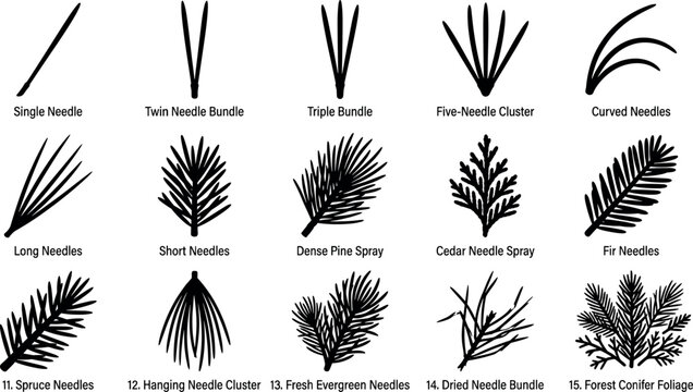 Pine needle bundle and evergreen branch collection vector silhouette icon set for forestry botany design and conifer tree identification.