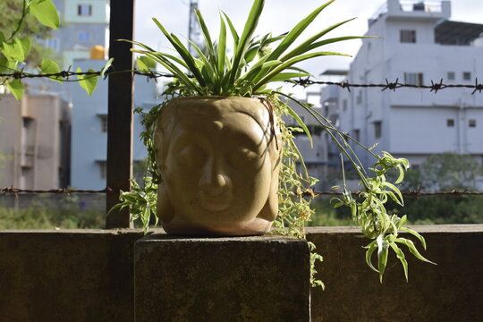 Ceramic Buddha head planter pot with spider plant on concrete balcony ledge