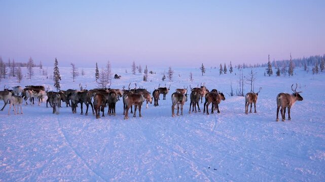 Herd reindeer standing and moving through vast snow landscape in arctic tundra during cold winter day with pink and blue sky, representing wilderness and nature. Reindeer herders are riding snowmobile
