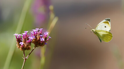 un papillon piéride du chou volant vers une fleur © fzrmailbox