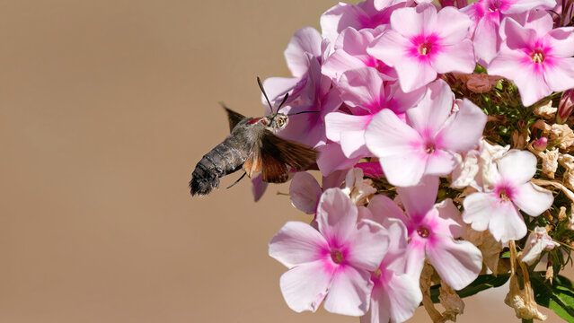 un sphinx colibri en vol avec sa trompe sortie pour butiner dans une fleur rose